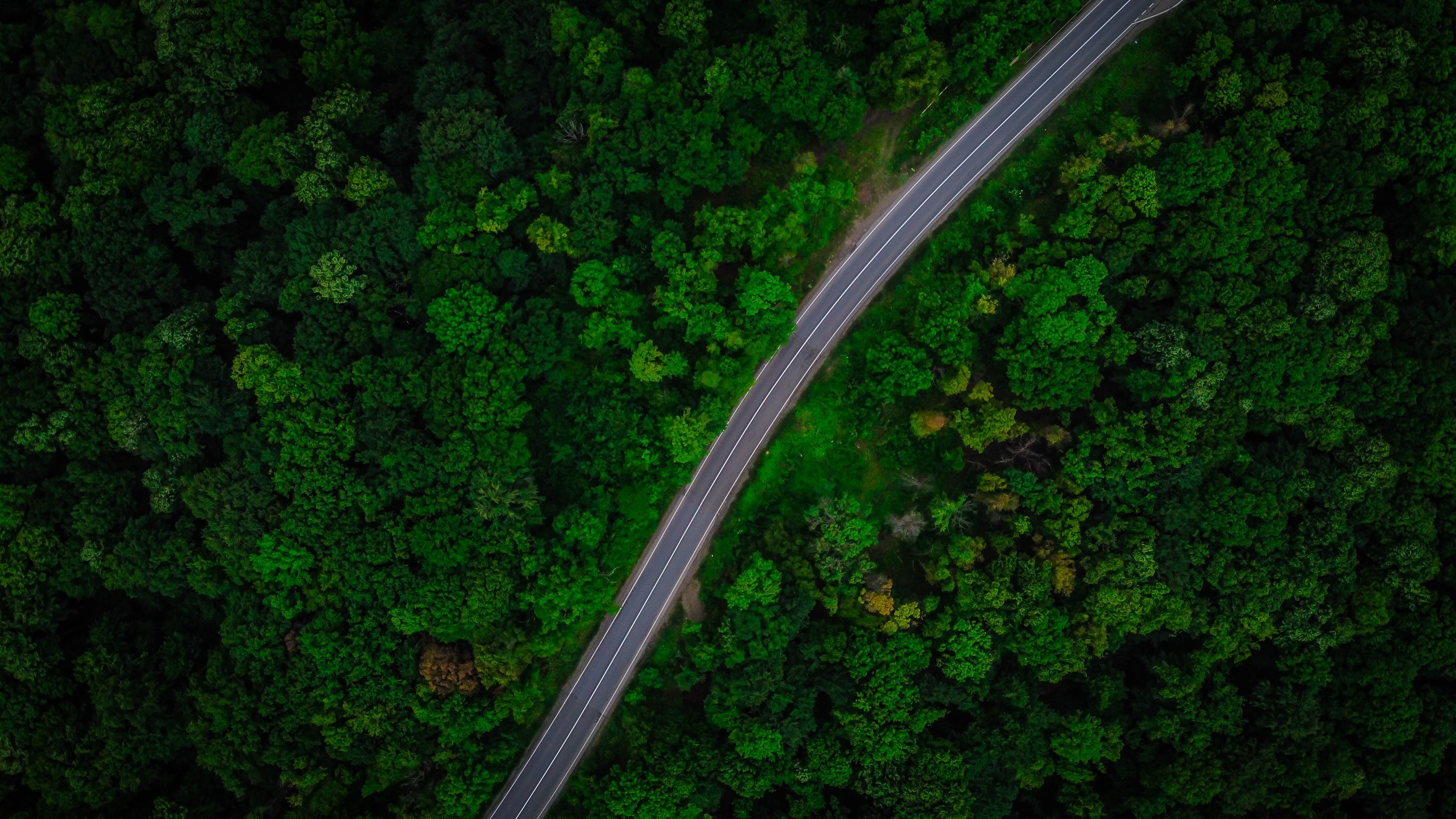aerial shot of road surrounded by green trees