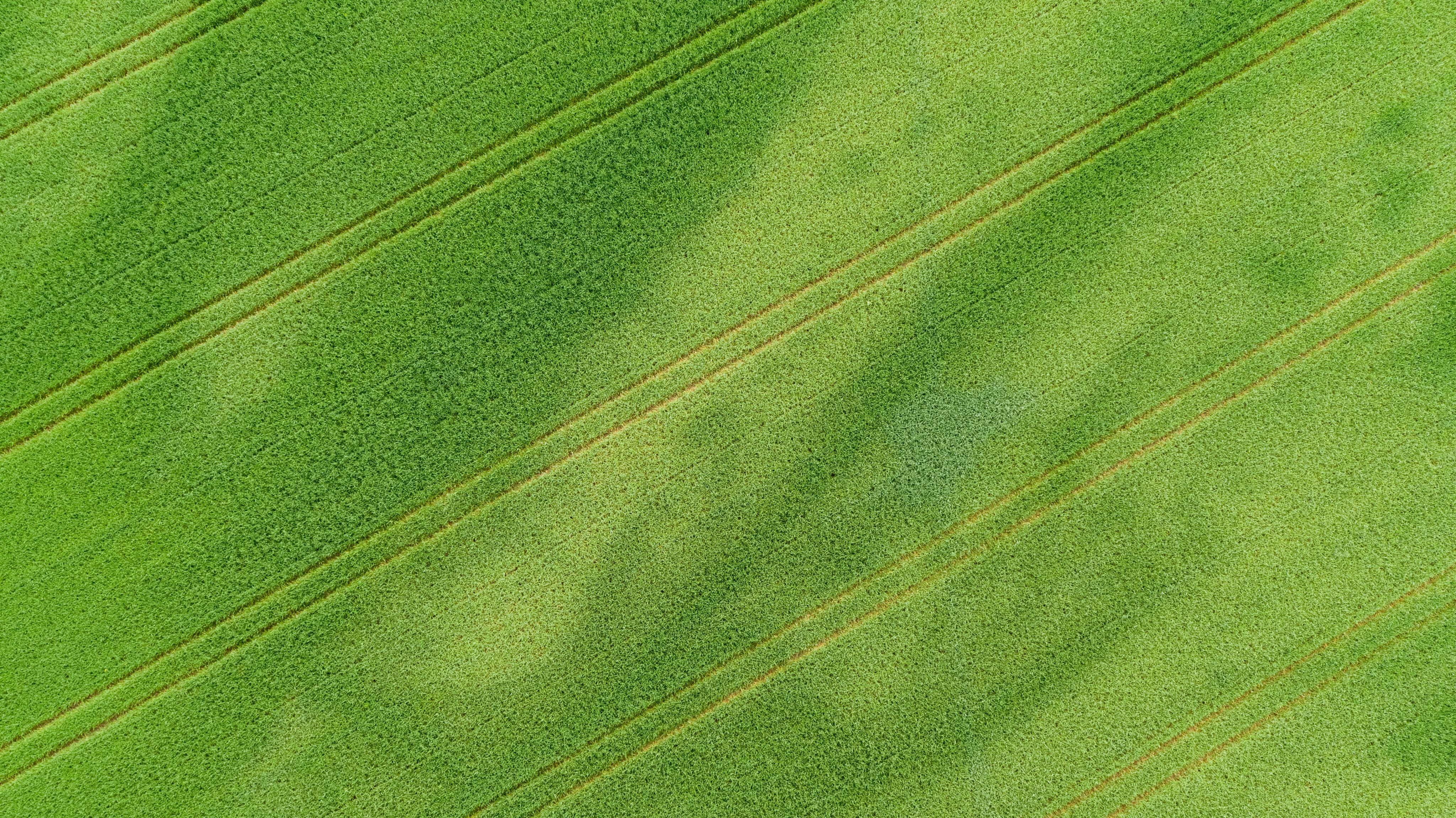 Green field with mowed stripes